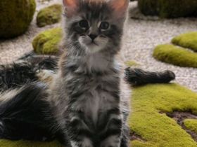 Maine Coon kitten