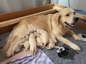 Wunderschöne Golden-Retriever-Welpen (KC-registriert) – Creme/Weiß  Golden Retriever