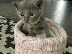 Reinrassige Russisch-Blau-Kitten abzugeben Abgabe ab 16.05.2026