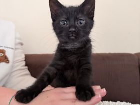 Kätzchen suchen ein liebevolles Zuhause 🐾