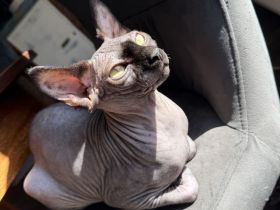 Sphynx Geschwisterpaar weiblich sucht neues Zuhause