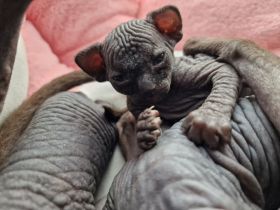 Sphynx Kitten