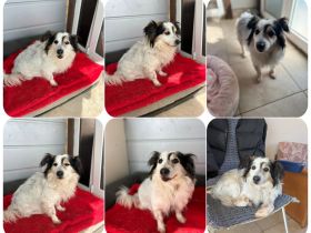 Kurt, ein kleiner Kokoni Mischling, ist unglaublich freundlich und verschmust.