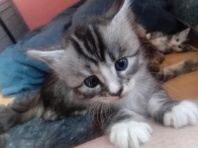 Maine conn kitten