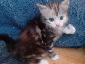 Maine conn kitten