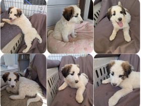 Leilani – kleiner flauschiger Teddy voller Lebenslust