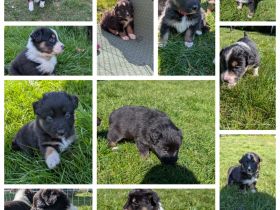 Australien Shepard Welpen