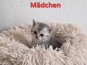 Bkh kitten, bkh Kätzchen, Katze
