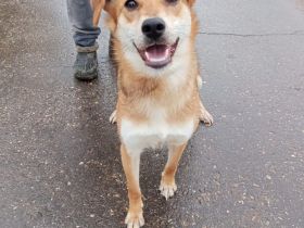 Freundliche und menschenbezogene Lora wünscht sich ein Zuhause