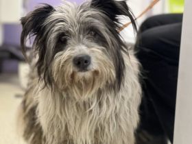 Towser - ein Hund zum Verlieben