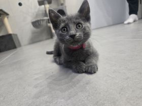 Wunderschöne Russisch Blau Kitten – Aus liebevoller Familienaufzucht