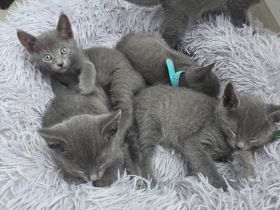 Wunderschöne Russisch Blau Kitten – Aus liebevoller Familienaufzucht