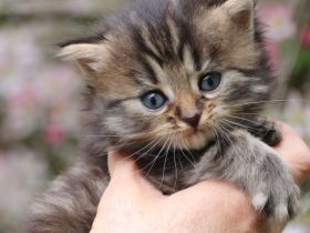 Reinrassige Sibirische Waldkatzen Kitten