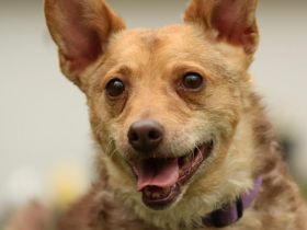 Roya sucht ihre liebe Familie....