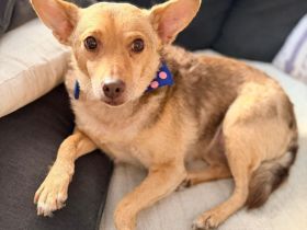 Roya sucht ihre liebe Familie....