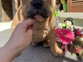 Die schönste Welpen Amer. Bulldoge zum verkaufen