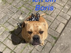 Die Welpen A.Bulldog zum verkaufen