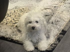 Unsere kleine Bichon Frisé Prinzessin sucht ein neues Zuhause