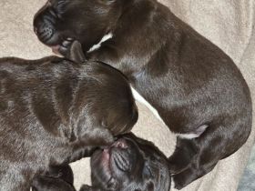 Deutsch drahthaar x Labrador