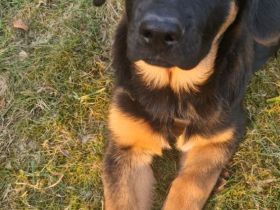 Nur noch 2 traumhafte Welpen – bereits erzogen & familienbereit 🐾