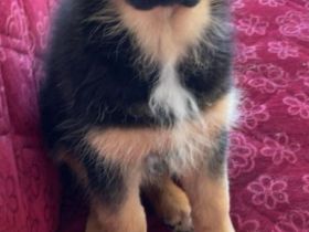 Schäferhund x Australian Shepherd Welpen  sofort abgabebereit