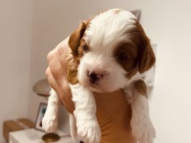 Cavapoo Traumfarbe rot/weiss