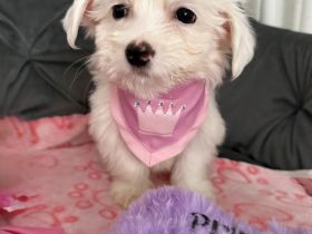 Maltipoo / Malteser Mini Mädchen
