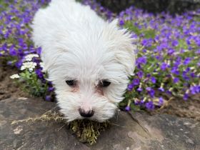 Maltipoo Mädchen