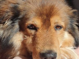 Ausgeglichener Australian Shepherd Rüde