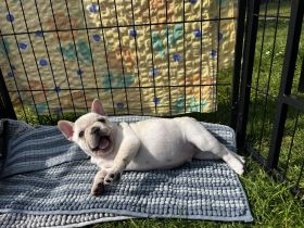 Typvoller Französischer Bulldoggenwelpe sucht sein Traum Zuhause