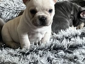 Typvoller Französischer Bulldoggenwelpe sucht sein Traum Zuhause