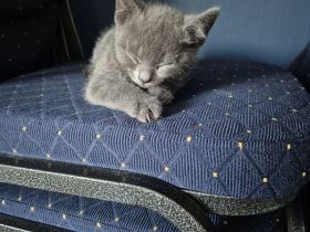 4 russisch blau Kitten