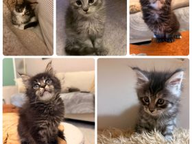 Maine Coon Kitten