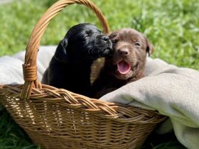 Süße Labradorwelpen in schwarz und chocolate suchen neues Zuhause