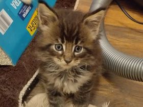 Kleine Flauschpopos suchen ...