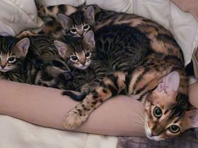 3 Wunderschöne Reinrassige Bengalkitten mit Aussagekräftigen Rosetten in brown/Silber tabby spotted