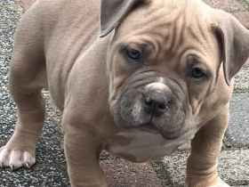 Amerikanischer Bully