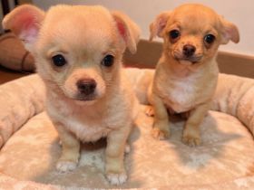 2 Chihuahua-Rüden (Wurf 13.11.2025) – creme & fawn – 950 € VB