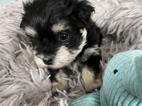 Bildhübsches Havaneser Mädel