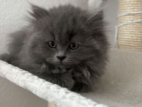 2 süße Britisch Langhaar / Kurzhaar Kitten ab Juni abzugeben