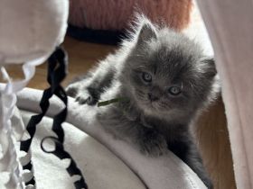 4 süße Britisch Langhaar / - Kurzhaar Kater ab Juni abzugeben