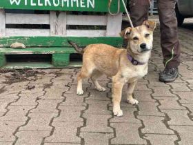 Törtchen, Mischling, geb. 10/ 2025, will die Welt erobern