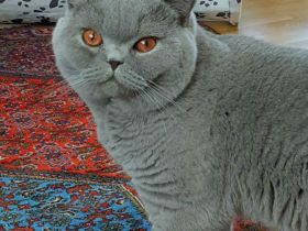 Benedikt von Auraland ,BKH Blue, Blutgruppe B