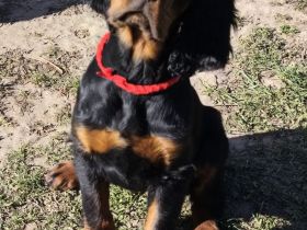 Zauberhafte Gordon Setter Welpen