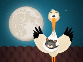 Wir haben Kitten BKH und BLH