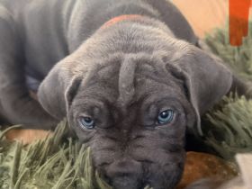 Cane Corso Welpen