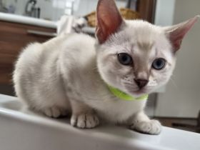 Wunderschöne Bengal-Mix Kitten mit blauen Augen suchen ihr Für-immer-Zuhause 🐾💙