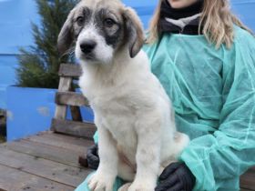 Wann hat Lakota Glück?