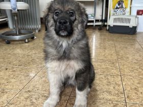 Flauschiger Teddy Aluna sucht Zuhause