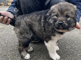 Flauschiger Teddy Aluna sucht Zuhause